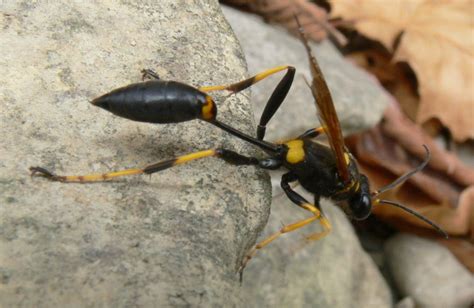 Mud Daubers: The Lowcountry's misunderstood wasp - Explore Beaufort SC