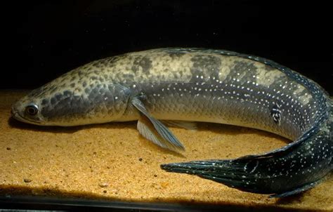 Channa marulius – Bullseye Snakehead (Ophicephalus marulius ...