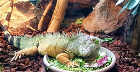 Pet Iguana