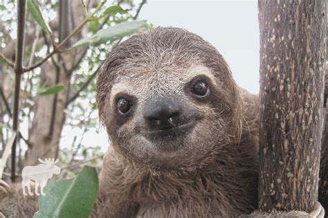 Why Are Sloths So Slow (Can They Ever Move Fast)? — Forest Wildlife