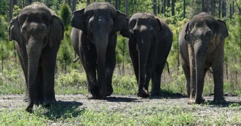 35 Circus Elephants Arrive in Amazing Florida Sanctuary to Retire in 11 Watering Holes, Forest ...