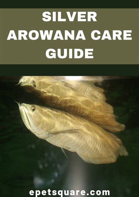 SILVER AROWANA CARE GUIDE | Fish care, Fish pet, Pets