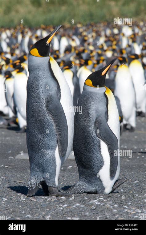 Two King Penguins Gold Harbour South Georgia Stock Photo - Alamy