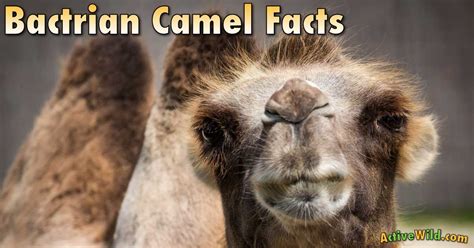 Bactrian Camel Facts For Kids & Adults: Pictures, Information & Video