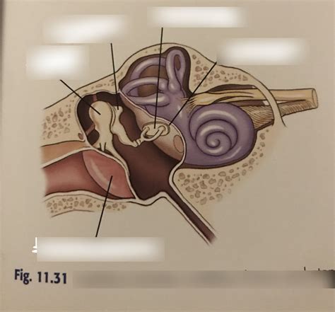 ossicles diagram Diagram | Quizlet