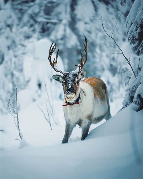 Photos Capture Finland’s Fairytale Forest Animals in the Wild