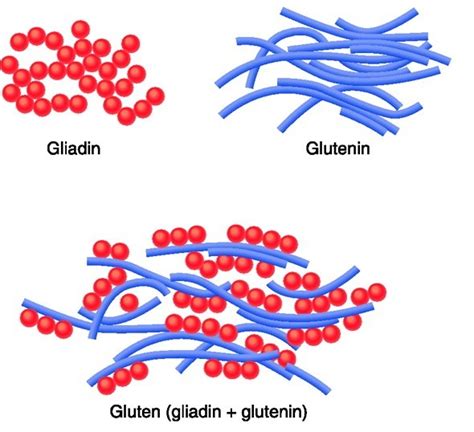 The Structure of Gluten Diagram | Quizlet