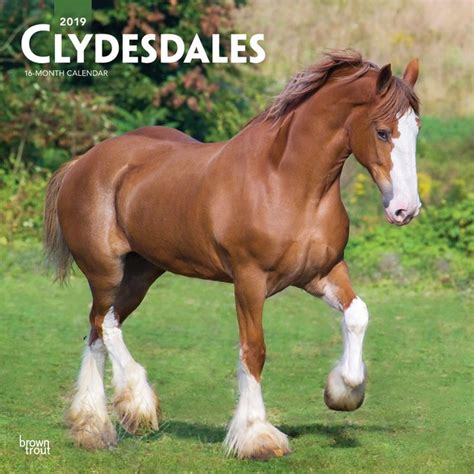 Pin by Jarmila-Jaruš on Horse+ | Clydesdale, Horses, Draft horse breeds