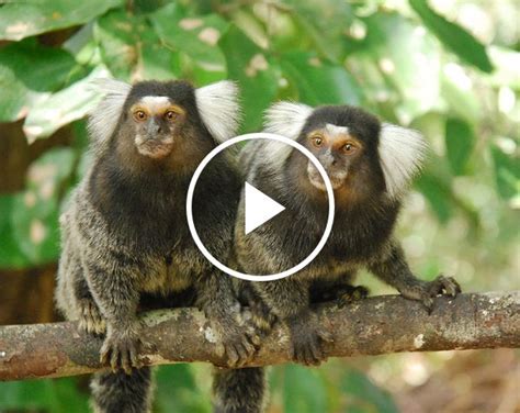 ScienceTake | Marmoset See, Marmoset Do - The New York Times