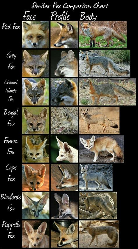 Similar Fox Comparison Chart | Like animals, Animals beautiful, Wild dogs