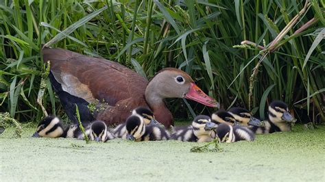 Black-bellied whistling-ducks now documented nesting in Ohio