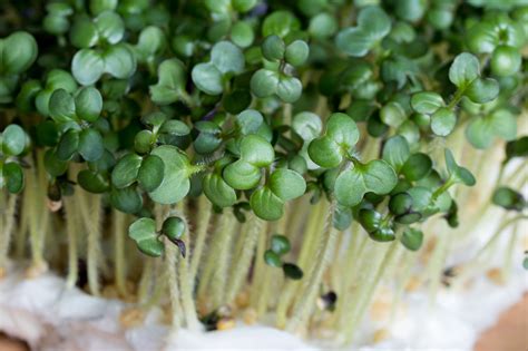 Brown Mustard Organic Microgreen Seeds – Hometown Seeds