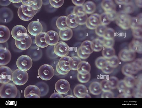 Bubble background, illustration Stock Photo - Alamy