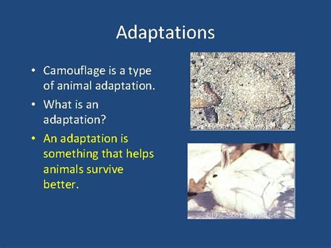 Camouflage Mimicry and Adaptations What do animals need