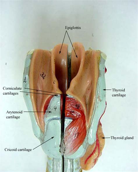 LARYNX AND TRACHEA