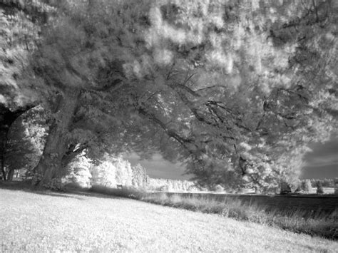 The Windy Tree Infrared Art Photograph Branches Leaves - Etsy