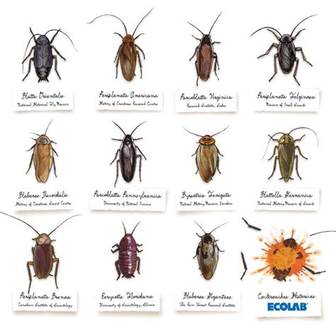 Cockroachus Historicus | Roach control, Pest control, Insects