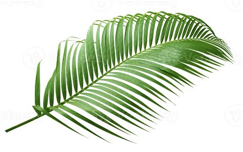 folha de palmeira verde no arquivo png de fundo transparente 9309193 PNG
