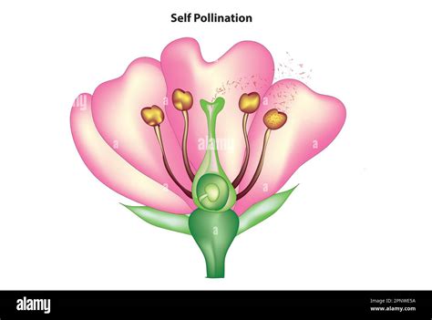 Insect Pollination Diagram