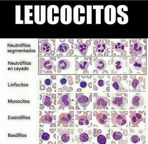 Os Tipos De Leucocitos Enfermagem Tecnico Em Enfermagem Images | Hot Sex Picture