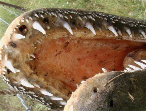 Gar Fish teeth - Spotted | Alligator | Longnose | Florida - SeaFish