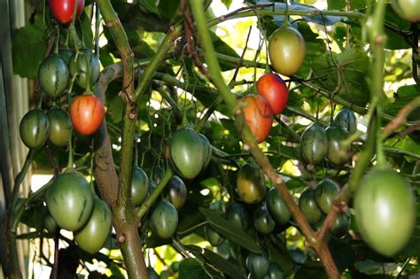 Tamarillo - Survival Food Plants