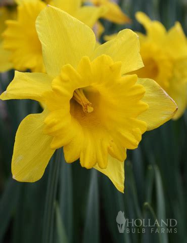 Carlton Daffodil | Holland Bulb Farms | 82114