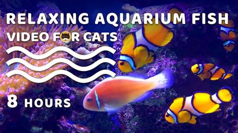 VIDEO FOR CATS - Relaxing Aquarium Fish. CAT GAMES - Fish | CAT TV ...