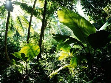 30 Tropical Rainforest Plants With Strange Adaptations:, 49% OFF