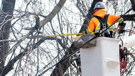 Ice storm: more than 4,500 branches and 900 fallen trees reported in ...