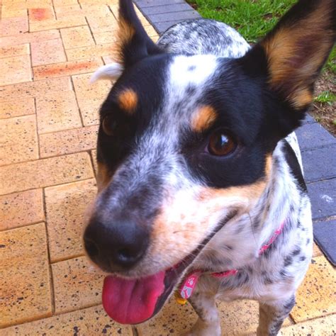 Playful Blue Heeler X Jack Russell | Australian Cattle Dog