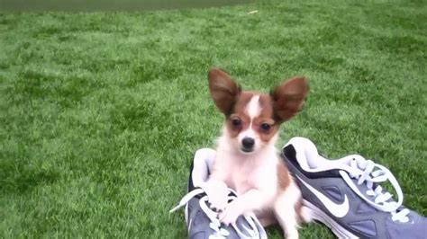 Teacup Papillon for sale in San Diego, CA! Puppies! - YouTube