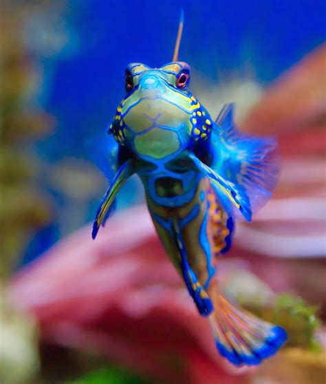 Top 10 Most Colorful and Beautiful Fish | Mathias Sauer