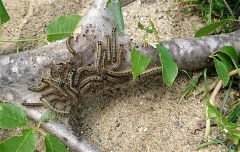 How to Remove Worms in Trees - NooBuzz