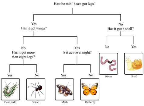 Sorting and classifying plants and animals: View as single page | Minibeasts, Dichotomous key ...