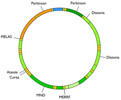 File:Mitochondrial DNA and diseases.png - Wikimedia Commons