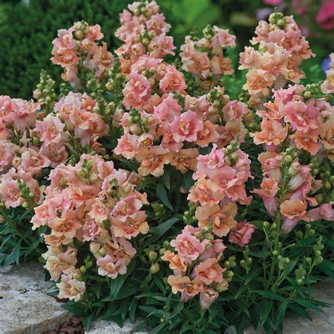 Snapdragon Seeds | 33 snapdragons | Annual Flower Seeds - S.G.S.