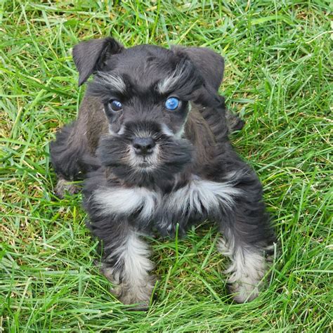 Casey - AKC Miniature Schnauzer pupper for sale in Paradise ...