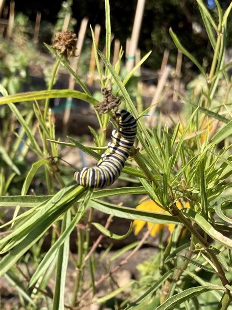 These beautiful monarch caterpillars love milkweed : r/Butterflies