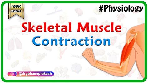 Skeletal muscle contraction : Muscle physiology Animations - YouTube