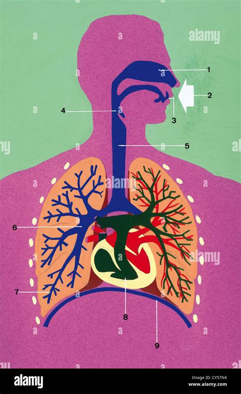 Schematic drawing hi-res stock photography and images - Alamy