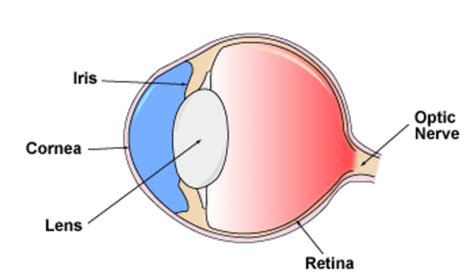 How to Improve Your Eyesight Naturally | RemedyGrove