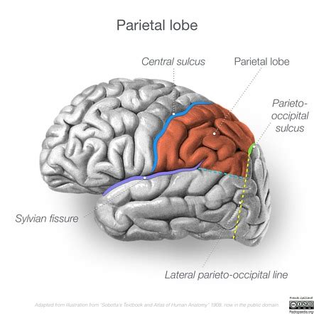 Parietal lobe | Radiology Reference Article | Radiopaedia.org