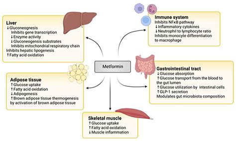 Metformin Lactic Acidosis Treatment