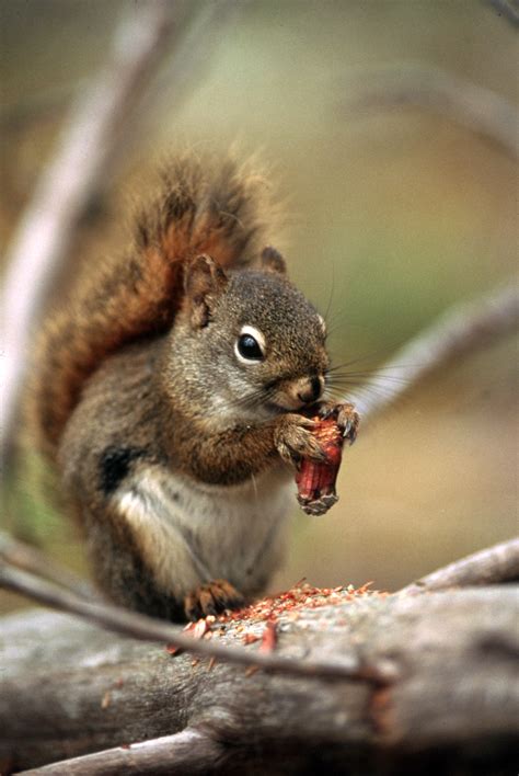 Ground squirrel eating nut image - Free stock photo - Public Domain ...