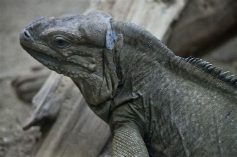 Rhinoceros Iguana | ClipPix ETC: Educational Photos for Students and ...