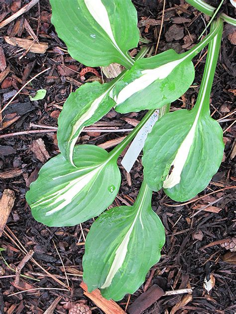 Variegated Hosta (Hosta undulata 'Mediovariegata') in Milwaukee ...