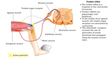 Stretch reflex & Tendon reflex - YouTube