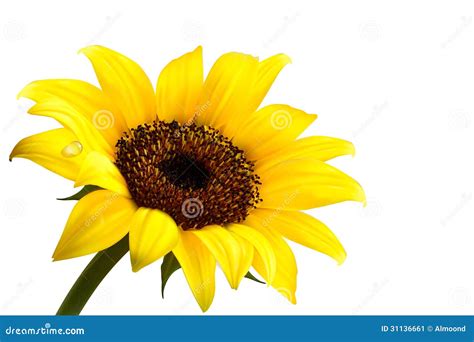 Background with Yellow Sunflower. Stock Vector - Illustration of garden ...