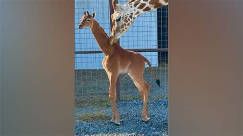 Brights Zoo in Tennessee reveals name of rare spotless giraffe | Fox News